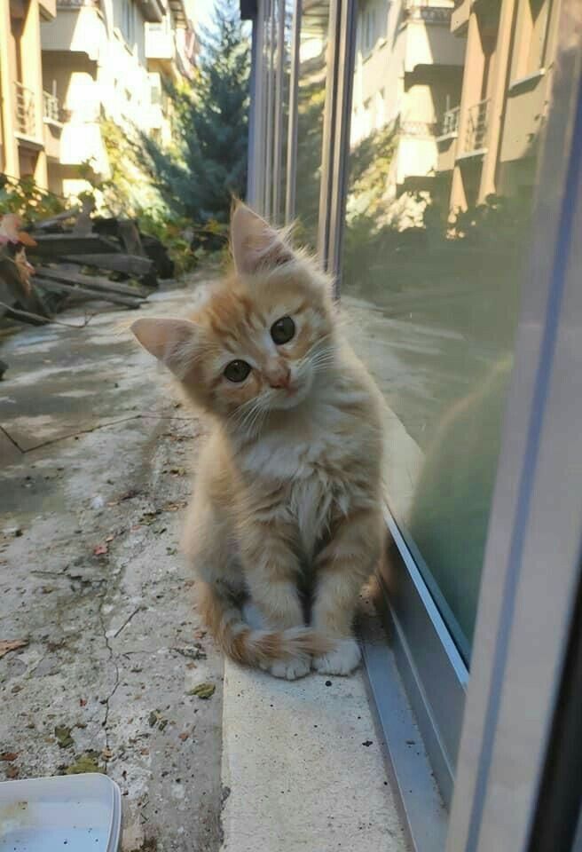 Cute Cat 1