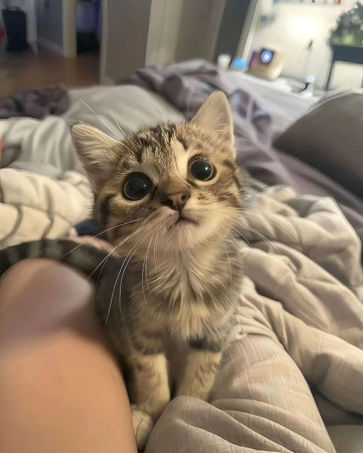 Cute Cat 2