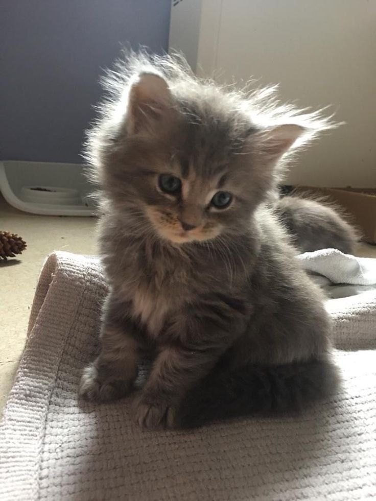 Cute Cat 3